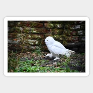 snow owl 2 / Swiss Artwork Photography Sticker